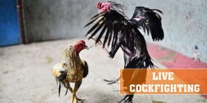 Live Cockfighting 5jili - The Ultimate Cockfighting Betting Experience
