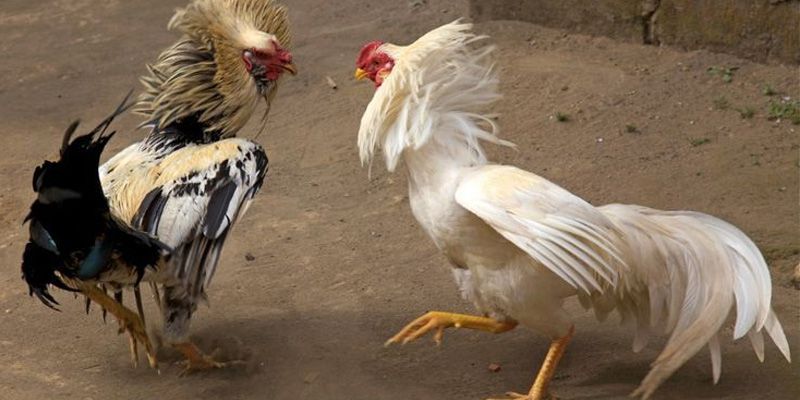 Why Choose Live Cockfighting?