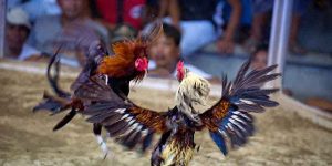 Asian Cockfighting Is The New Go Perya In 2024