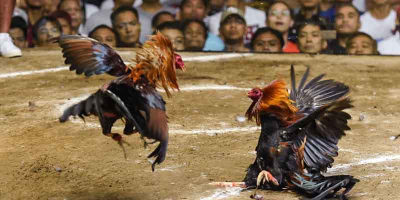 What is Asian Cockfighting Is The New Go Perya?