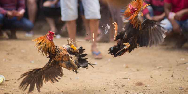 Watch the Asian Cockfighting Is The New Go Perya Match Results Live