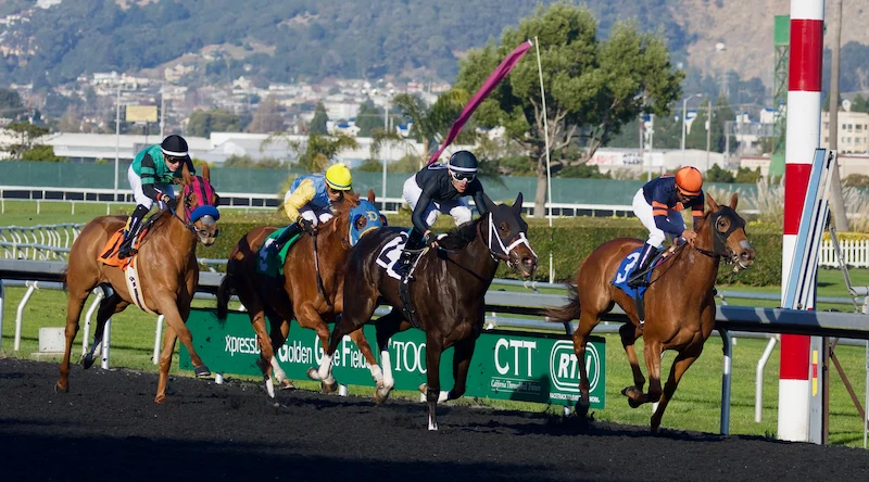 Important Factors Affecting Horse Racing Results